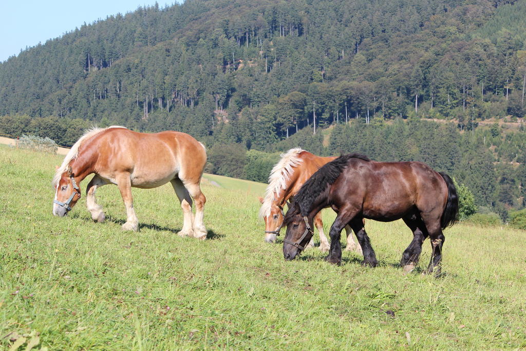 Ferienwohnung Emde Willingen  Zewnętrze zdjęcie